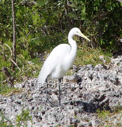 Snowy Egret