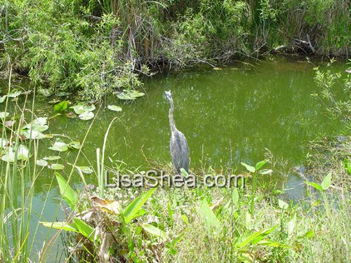 Great Blue Heron