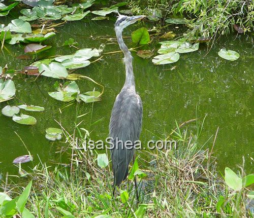 Great Blue Heron